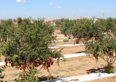 In questa galleria fotografica, potete ammirare il risultato delle tecniche di allevamento proposte dalla Cairo & Doutcher, dopo un solo tre anni dal trapianto degli alberi.