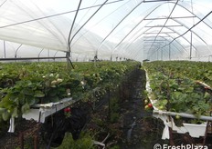 Fragole Murano presso l'azienda Andreatta.