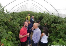 Gruppo in visita presso una serra di lamponi.