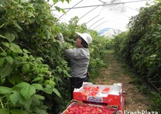 Operazioni di raccolta dei lamponi.