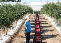 "E' cominciato a settembre 2013, presso l'azienda Cairo di Copertino (LE), tra i fondatori del consorzio "Pomgrana", il primo raccolto delle varieta' precoci di melagrane. In foto, Uzi Cairo."