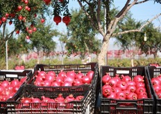 La cooperativa, che ha sede legale nella cittadina tarantina di Grottaglie, nasce dall'unione delle forze di tre giovani agronomi grottagliesi, Giacomo Linoci (Amministratore Unico), Chiara Vacca e Domenico Annicchiarico, che hanno sposato a pieno il progetto del vivaista italo-israeliano Uzi Cairo che da un decennio investe nel melograno promuovendone le eccezionali caratteristiche agronomiche e nutrizionali.