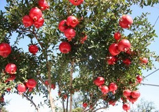 Fin dall'antichita' il melograno e' stato simbolo di abbondanza e longevita' e gia' da allora le sue molteplici proprieta' terapeutiche erano ben note; oggi la medicina ufficiale non ha fatto altro che confermare tali proprieta'.