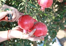 La sua virtu' piu' importante e' quella che riguarda la presenza di sostanze ad alta attivita' antitumorale come l'acido ellagico, i flavonoidi ed altre sostanze con proprieta' antiossidanti che nel loro insieme collaborano in modo attivo nella cura di vari tumori (prostata, pelle, seno, polmoni).