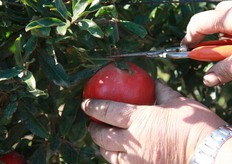 La coltivazione delle varieta' promosse dalla cooperativa e distribuite dai vivai Cairo&Doutcher di Uzi Cairo, sono gia' presenti in Sicilia, Calabria, Puglia, Basilicata e Campania e molti produttori sono gia' diventati soci Pomgrana dimostrando, oltre che un elevata motivazione, una lucida esigenza di cooperazione, condizione imprescindibile in agricoltura affinche' si raggiungano gli obiettivi designati.