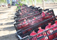 Condivisione, innovazione e pianificazione rappresentano per Pomgrana i pilastri sui quali costruire, passo dopo passo, una filiera completa del melograno dalla produzione alla trasformazione e commercializzazione.