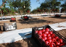 Al Macfrut 2013 di Cesena, Pomgrana espone (in Padiglione C - Stand C-16) le sue varieta' di melograno caratterizzate da una colorazione rosso pieno e brillante della buccia e degli arilli, questi ultimi aventi una consistenza morbida, succulenta e una profumazione intensa.