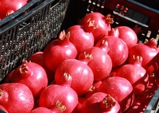 L'intento della Coop Pomgrana e' ora quello di allacciare rapporti commerciali con clienti nazionali ed esteri e proporre ai produttori un progetto di produzione organizzata, offrendo tutti i servizi necessari alla coltivazione, trasformazione, conservazione e commercializzazione del prodotto.