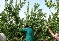 "In foto un momento delle prove dimostrative di potatura autunnale dell'albicocco, a cura dell'agronomo Vito Vitelli, presso l'azienda agricola "Valentino&Mario Cicero" di Campofelice di Rocella (provincia di Palermo), svolte il 12 ottobre 2013."