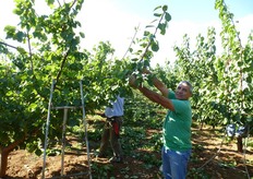 Sulle varieta' di albicocco molto vigorose, afferma Angelo Bianco (in foto) frutticoltore di Nova Siri, (provincia di Matera), per favorire l'arieggiamento e lo sviluppo equilibrato della chioma, una buona sovraccolorazione dei frutti e un'uniforme differenzazione delle gemme a fiore, e' buona norma eseguire interventi cesori soprattutto durante il periodo primaverile-estivo e all'inizio autunno.