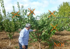 Sulle varieta' di albicocco molto vigorose i leaders delle branche principali non devono essere mai tagliati durante la fase della spinta vegetativa (periodo primaverile estivo).