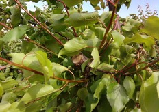 "I "leaders" delle branche principali non devono mai essere tagliati sia per assicurare, soprattutto nei primi tre-quattro anni, l'accrescimento delle branche principali sia per evitare l'emissioni, in corrispondenza dei tagli, di numerosi germogli vigorosi ("succhioni" in foto)."