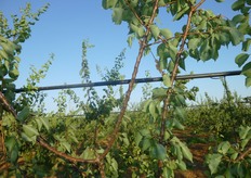 "Il taglio dei "leaders", sulle varieta' vigorose, eseguito nel periodo primaverile-estivo, durante la spinta vegetativa dei germogli, causa scompensi alla chioma."