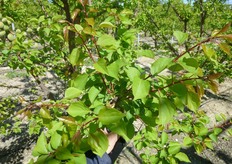 "I "succhioni" che fuoriescono dai tagli apicali richiamano, all'estremita' della branca, un forte flusso linfatico."