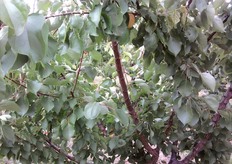 "Le formazioni fruttifere, "mazzetti di maggio" o "dardi", posti lungo le branche principali, vengono inevitabilmente "bruciati" dal forte flusso linfatico."