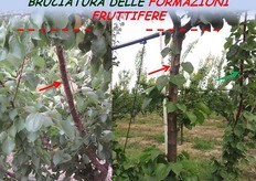 "Porzioni di branche prive di formazioni fruttifere , "mazzetti di maggio" o "dardi", a causa del taglio del leader."