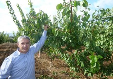 In seguito al taglio del leader le branche diventano rigide. Perdono la flessibilita' necessaria per divaricarsi.