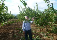 La flessibilita' della branca, necessaria per assicurare una progressiva apertura della chioma, potra' essere mantenuta nel tempo solo se si evita il taglio del leader.