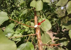 "Sulle piante da frutto, durante la potatura, sono sconsigliati i tagli a filo ramo (tagli "rasi")."