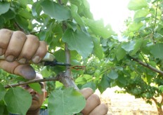 "Lo "speroncino" di qualche centimetro, (indicato dalla freccia), disseccandosi diventa un "tappo" di chiusura della ferita da taglio, impenetrabile all'ingresso di agenti patogeni."