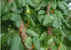 "I "dardi" o "mazzetti di maggio", (indicati in foto dalle frecce), sono importanti formazioni fruttifere dell'albicocco. Per favorire la loro emissione e' indispensabile una corretta gestione della chioma con appropriati interventi di potatura verde."