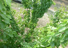 "Le formazioni fruttifere "dardi" o "mazzetti", si formano lungo le branche principali e secondarie."