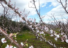 "I "dardi", (in foto in fioritura), sono rametti lunghi pochi centimetri, a lento accrescimento, dotati di una corona di gemme a fiore e una gemma centrale, o apicale, a legno."
