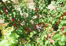 "In foto "dardi", disposti sulle branche principali, con frutti prossimi alla raccolta."