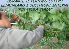 "I germogli vigorosi ("succhioni"), presenti all'interno della chioma, devono essere soppressi in tempo con la potatura verde."