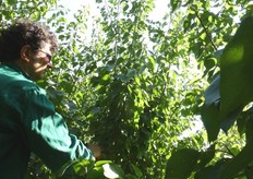 "La persistenza, durante tutta la stagione vegetativa, dei germogli vigorosi, interni alla chioma, potrebbe compromettere la vitalita' dei "dardi" e quindi la produttivita' della pianta."