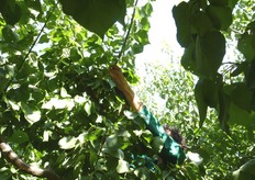 "I "succhioni", presenti all'interno della chioma, devono essere soppressi in tempo allo stadio erbaceo altrimenti, se prendono il sopravvento sulle formazioni fruttifere ("dardi"), potrebbero compromettere la produttivita' della pianta."