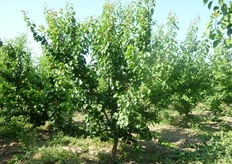 Pianta prima della potatura verde.