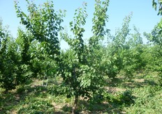 Pianta dopo la potatura verde.