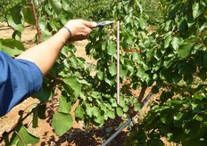 "Il taglio a 50-60 cm di alcuni rami vigorosi dorsali, (formazione di "castelletti"), in alternativa alla totale soppressione, viene praticata, nel corso della potatura verde, allo scopo di stimolare la formazione di "mazzetti" o "dardi", lungo il "moncone" ("castelletto"), incrementando, cosi', la produttivita' della pianta."