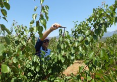 "La "monconatura", di alcuni rami vigorosi dorsali, in alternativa alla totale soppressione, viene praticata al fine di stimolare la formazione di "mazzetti" o "dardi", lungo il "moncone", incrementando la produttivita' della pianta."