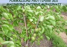 "Produzione di frutti sui "dardi", posizionati lungo il moncone, o "castelletto", ottenuto dal taglio di un germoglio vigoroso dorsale, nel corso della potatura verde."