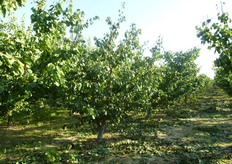 Sulle varieta' di albicocco a portamento vigoroso, gli interventi di potatura di formazione vanno eseguiti in autunno, prima della caduta delle foglie, e non all'inizio della ripresa vegetativa, per evitare una forte emissione di ricacci vigorosi in prossimita' dei tagli.