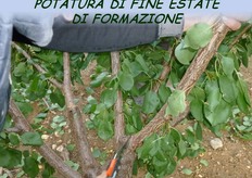 "Durante la potatura di fine estate, su piante al secondo-terzo anno, si esegue qualche taglio "importante" allo scopo di strutturare la pianta ed eliminare le branche in sovrannumero. Potatura di formazione."
