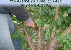 Potatura di formazione. Su varieta' vigorose si esegue a fine estate, su piante al secondo-terzo anno.