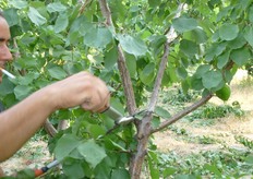Potatura di formazione. Su varieta' vigorose si esegue a fine estate, su piante al secondo-terzo anno.
