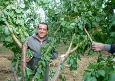 "Con la potatura autunnale si esegue qualche taglio di "correzione" per eliminare o raccorciare i germogli vigorosi in eccesso, presenti sul dorso, ai lati o sotto le branche principali, (sottobranche o "panciali")."