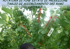 Il taglio di raccorciamento dei rami laterali, a 60-80 cm, rientra tra gli interventi di potatura di produzione di fine estate-inizio autunno.