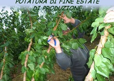 La soppressione di alcuni rami vigorosi dorsali, rientra tra gli interventi di potatura di produzione di fine estate-inizio autunno.