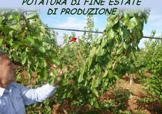 Il taglio di accorciamento dei rami dorsali vigorosi, a 40-45 cm, rientra tra gli interventi di potatura di produzione di fine estate-inizio autunno.