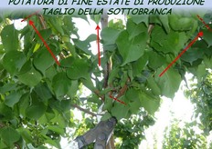 "L'eliminazione di alcuni rami "panciali" vigorosi, ossia sottobranche delle branche principali, rientra tra gli interventi di potatura di produzione di fine estate-inizio autunno."