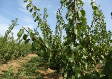 "Il taglio di accorciamento di alcuni rami "panciali" vigorosi, ossia sottobranche delle branche principali, a 70-75 cm, rientra tra gli interventi cesori di produzione di fine estate-inizio autunno."