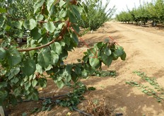 "Si preferisce il taglio di accorciamento dei rami "panciali" vigorosi, ossia sottobranche delle branche principali, alla totale eliminazione, quando l'angolo di inserzione, del "panciale" sulla branca principale, e' molto ampio. Un'abbondante apertura, oltre i 45 gradi, garantisce una buona illuminazione delle formazioni fruttifere."