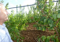 "Si preferisce il taglio di accorciamento dei rami "panciali" vigorosi, alla totale eliminazione, quando l'angolo di inserzione, del "panciale" sulla branca principale, e' molto ampio (oltre i 45 gradi). La buona apertura garantisce una totale illuminazione delle formazioni fruttifere."