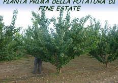 "Pianta di albicocco "Pinkcot", alla terza foglia, prima degli interventi di potatura di fine estate."