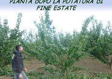 La stessa pianta dopo la potatura.